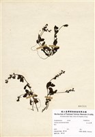 藏品(玉山水苦藚)的圖片